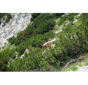 Ibex among the mountain pines