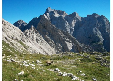 Ibexes at Forcella Duranno, behind Cima dei Preti, the highest peak of the Friulian Dolomites