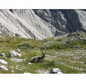 Ibex resting at Forcella Duranno