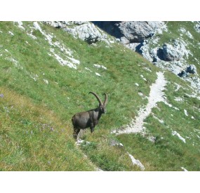 Old male Ibex at Forcella Duranno